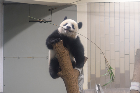 大熊猫“香香”的照片
