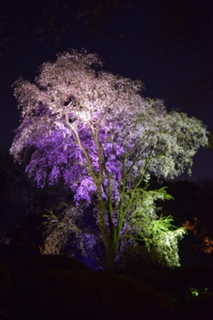 彩灯照亮的吟花亭遗址的二号枝垂樱（往年景观）的照片