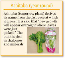Ashitaba plant (year round)