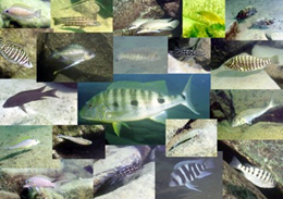 様々な魚の写真