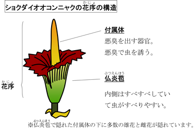 花の構造の説明画像