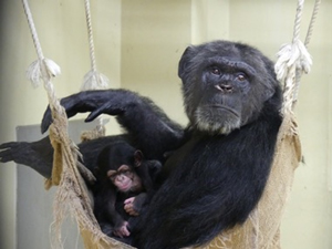 チンパンジーの親子の写真