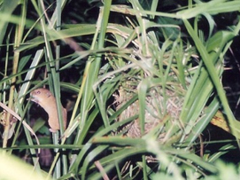野生のカヤネズミの写真