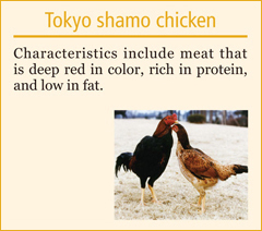 Tokyo shamo chicken

